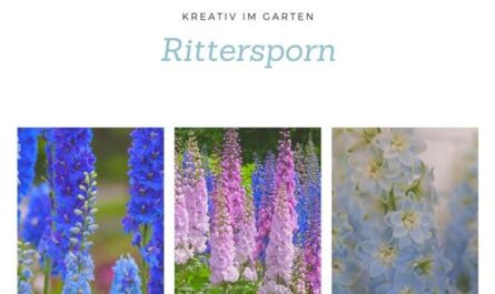 Rittersporn