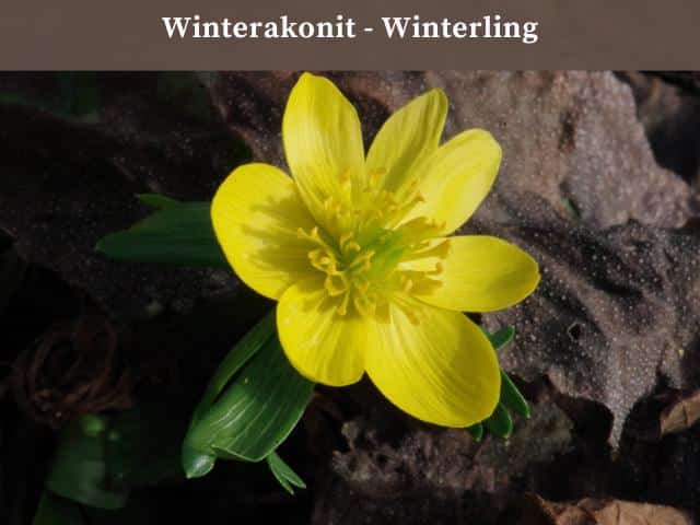 Winterakonit - Winterling