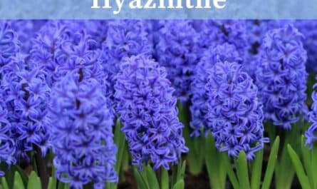 Hyazinthe