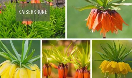 Kaiserkrone