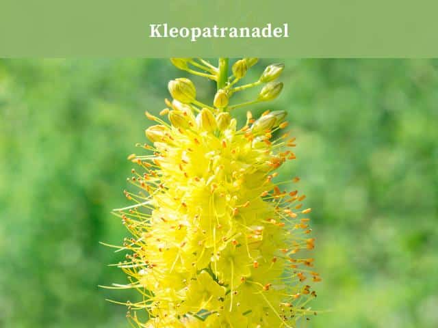Kleopatranadel: Eine imposante Zierpflanze für den Garten