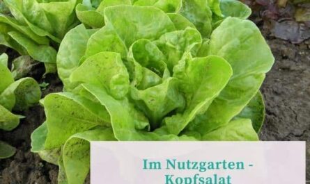 Im Nutzgarten: Kopfsalat
