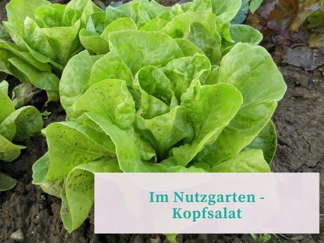 Im Nutzgarten: Kopfsalat