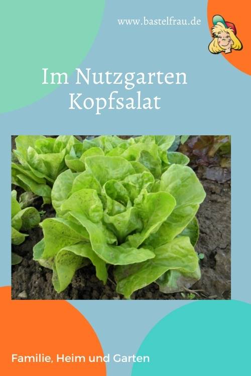 Im Nutzgarten: Kopfsalat