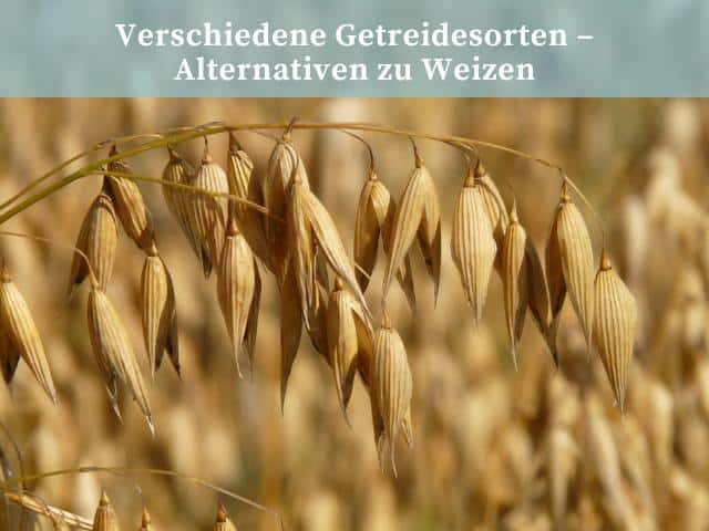 Verschiedene Getreidesorten - Alternativen zu Weizen