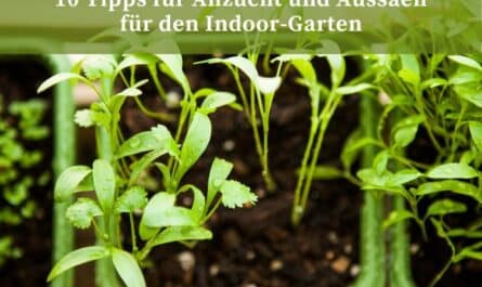 10 Tipps für Anzucht und Aussäen für den Indoor-Garten