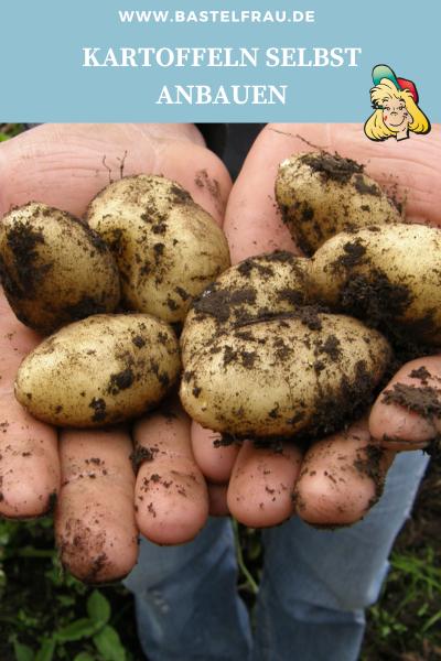 Kartoffeln selbst anbauen