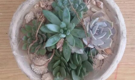 Sommerliches Gesteck mit Muscheln