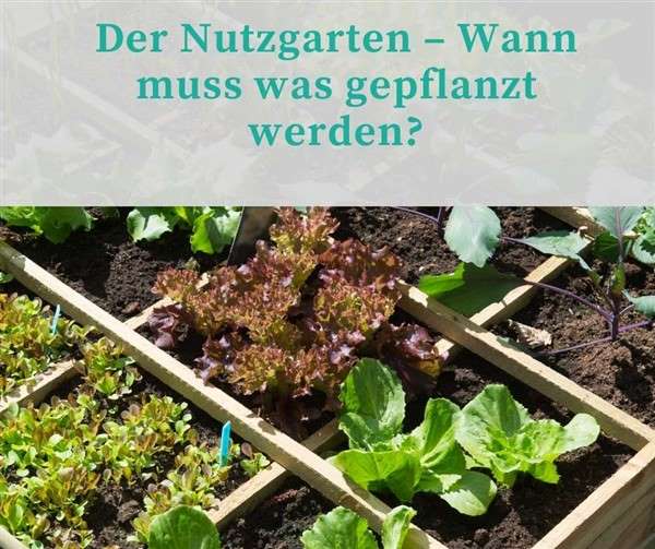 Der Nutzgarten - Was muss wann gepflanzt werden?