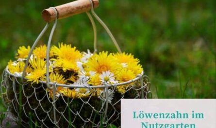 Löwenzahn im Nutzgarten