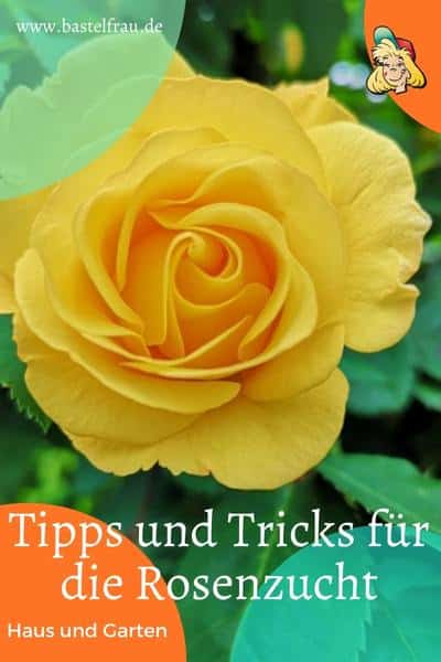 Tipps und Tricks für die Rosenzucht