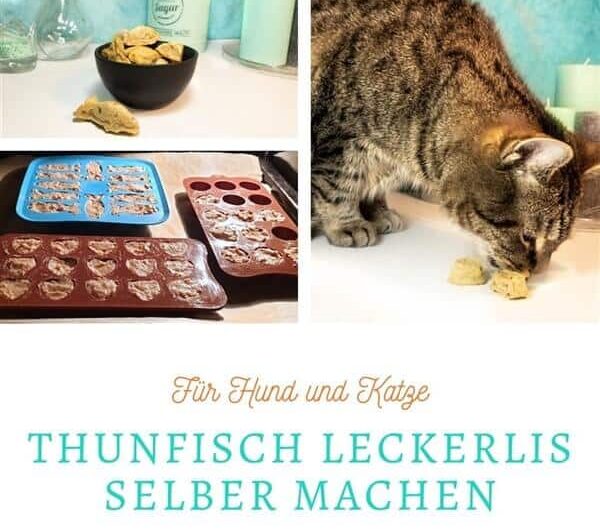 Thunfisch-Leckerlis selber machen für Katzen und Hunde