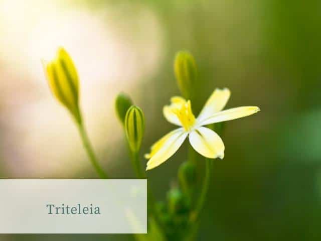 Triteleia