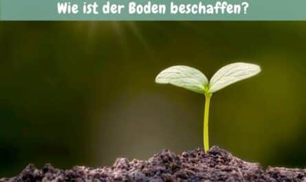 Grundlagen des erfolgreichen Gärtnerns: Wie ist der Boden beschaffen?