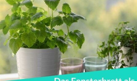 Das Fensterbrett als Küchengarten