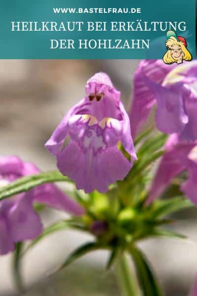 Heilkraut bei Erkältung: Der Hohlzahn