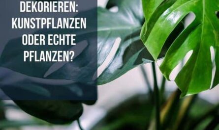 Topfpflanzen im Wohnbereich
