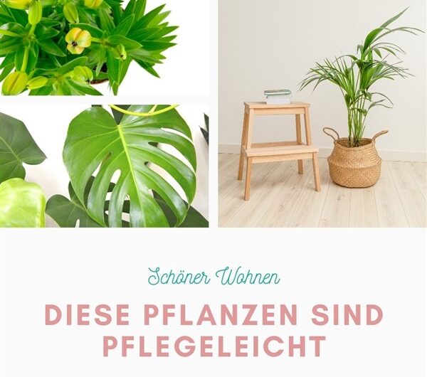 Welche Zimmerpflanzen sind pflegeleicht?