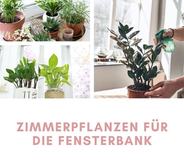 Die besten Zimmerpflanzen für die Fensterbank
