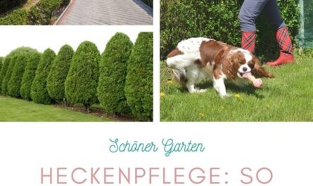 Heckenpflege: So bekommst du eine schöne Hecke