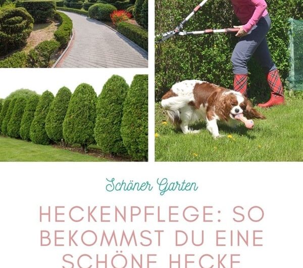 Heckenpflege: So bekommst du eine schöne Hecke