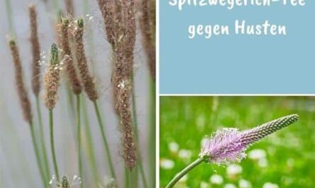 Spitzwegerich-Tee gegen Husten
