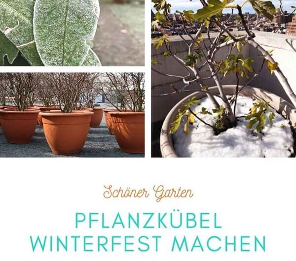 Pflanzkübel winterfest machen: Das musst du beachten