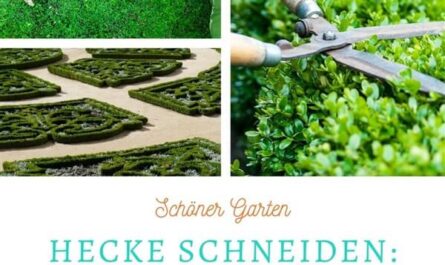 Hecke schneiden