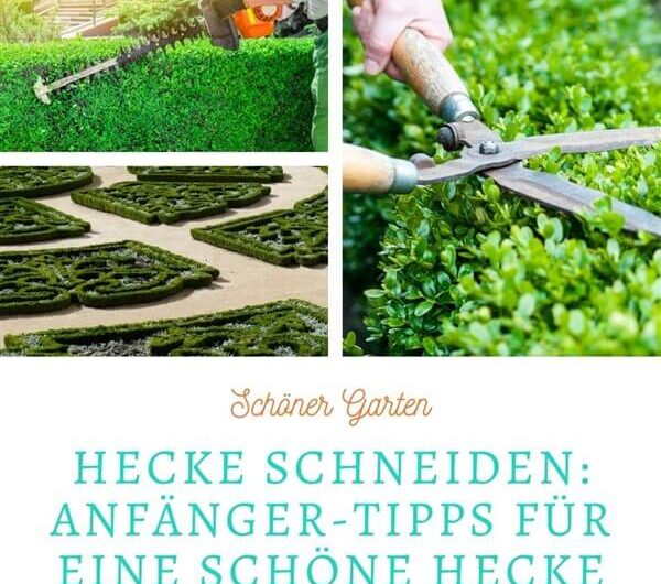 Hecke schneiden: Anfänger-Tipps für eine schöne Hecke