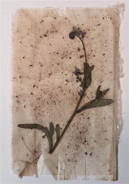 Teebeutelpapier mit getrockneten Blumen