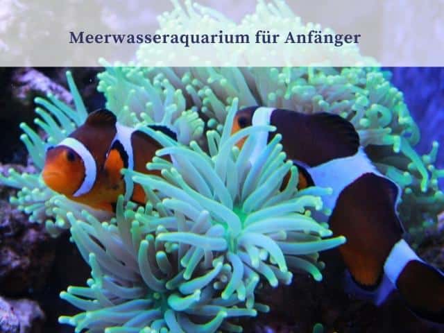Meerwasseraquarium für Anfänger