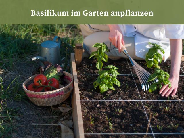Basilikum im eigenen Garten