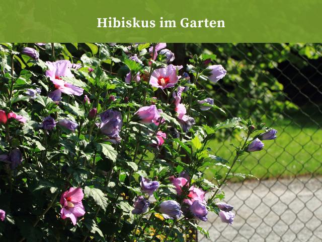 Hibiscus im Garten