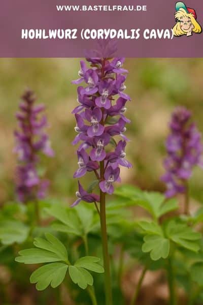 Hohlwurz