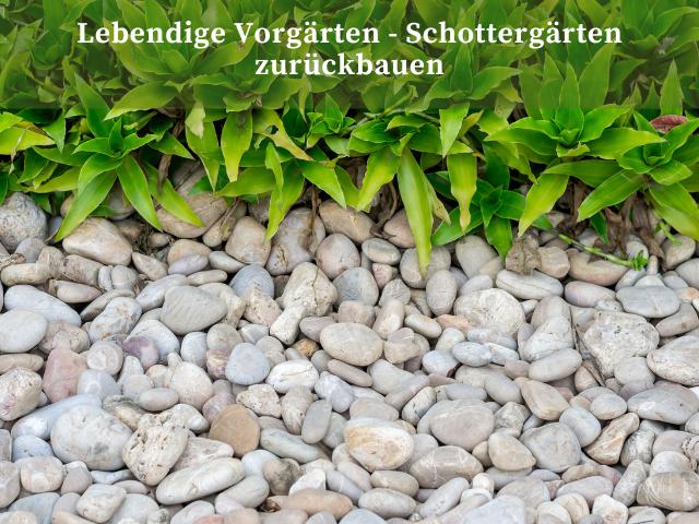 Lebendiger Vorgarten – Schottergarten zurückbauen