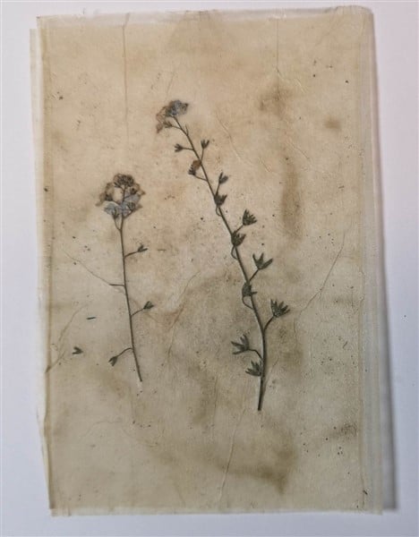 Teebeutelpapier mit getrockneten Blumen