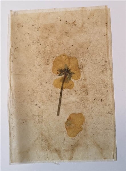 Teebeutelpapier mit getrockneten Blumen