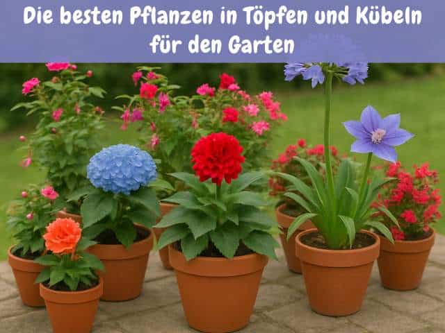Die besten Pflanzen in Töpfen und Kübeln für den Garten