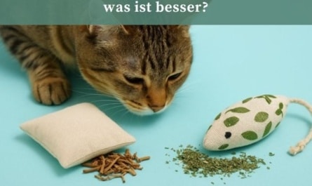 Katzenminze oder Baldrian für Katzen – was ist besser?